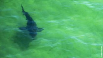 Watch: Sharks Stalk Surfers at Bondi Beach