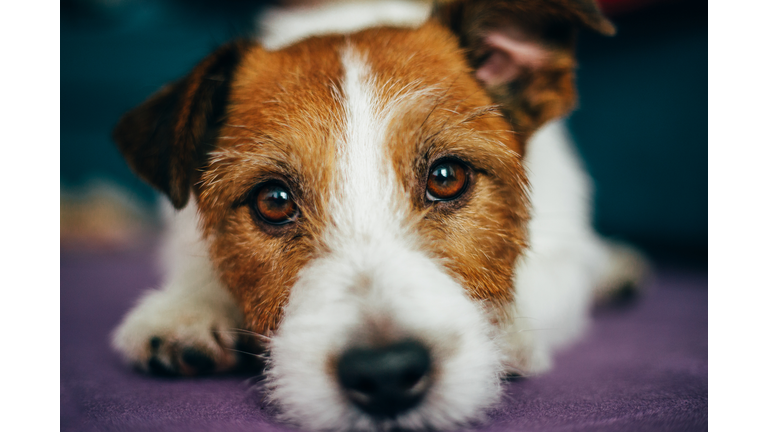 Adorable jack russell dog portrait