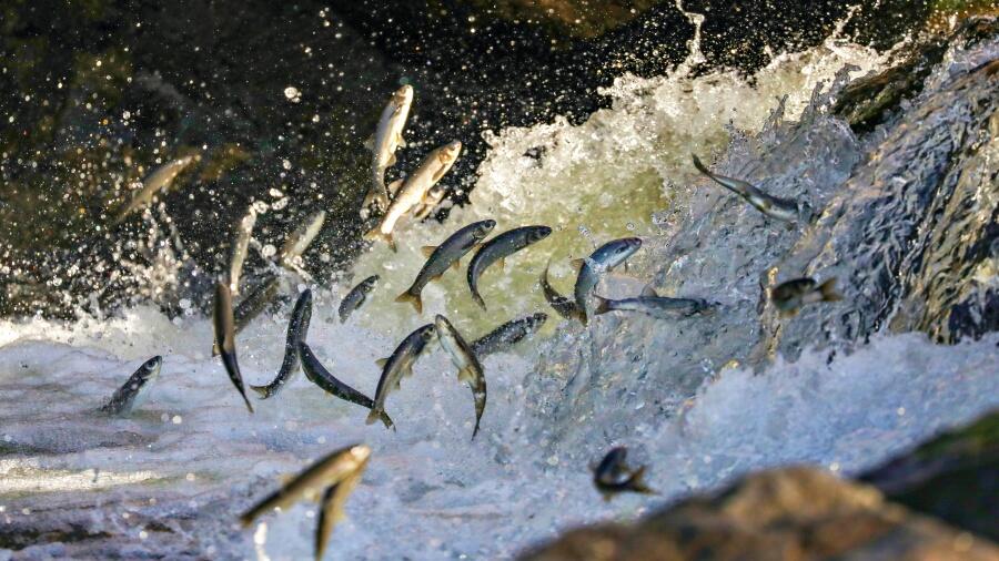 Utah drops thousands of fish from airplane into lakes