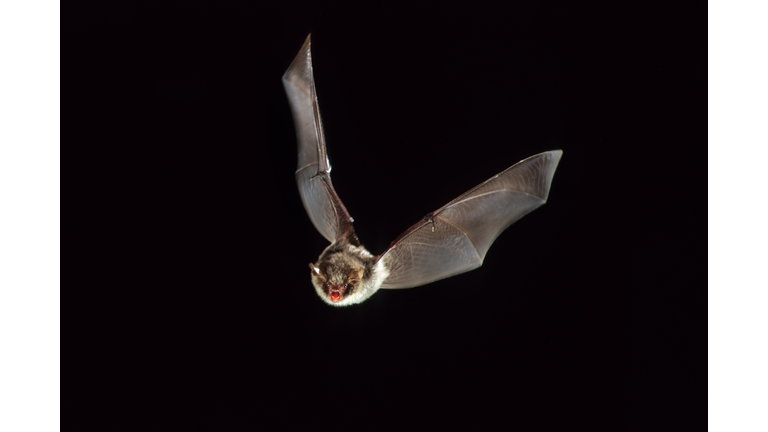 Daubenton's bat (Myotis daubentonii) in flight at night, Belgium