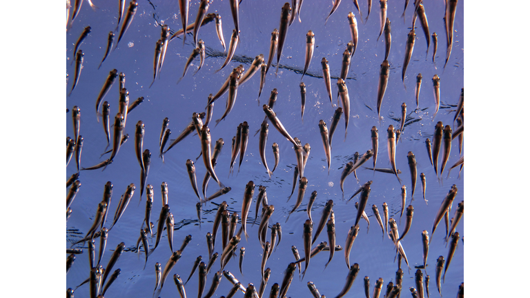 Fish school at the surface
