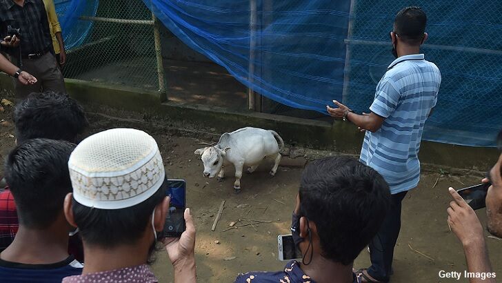 Tiny Cow Passes, Gets Posthumous Honor