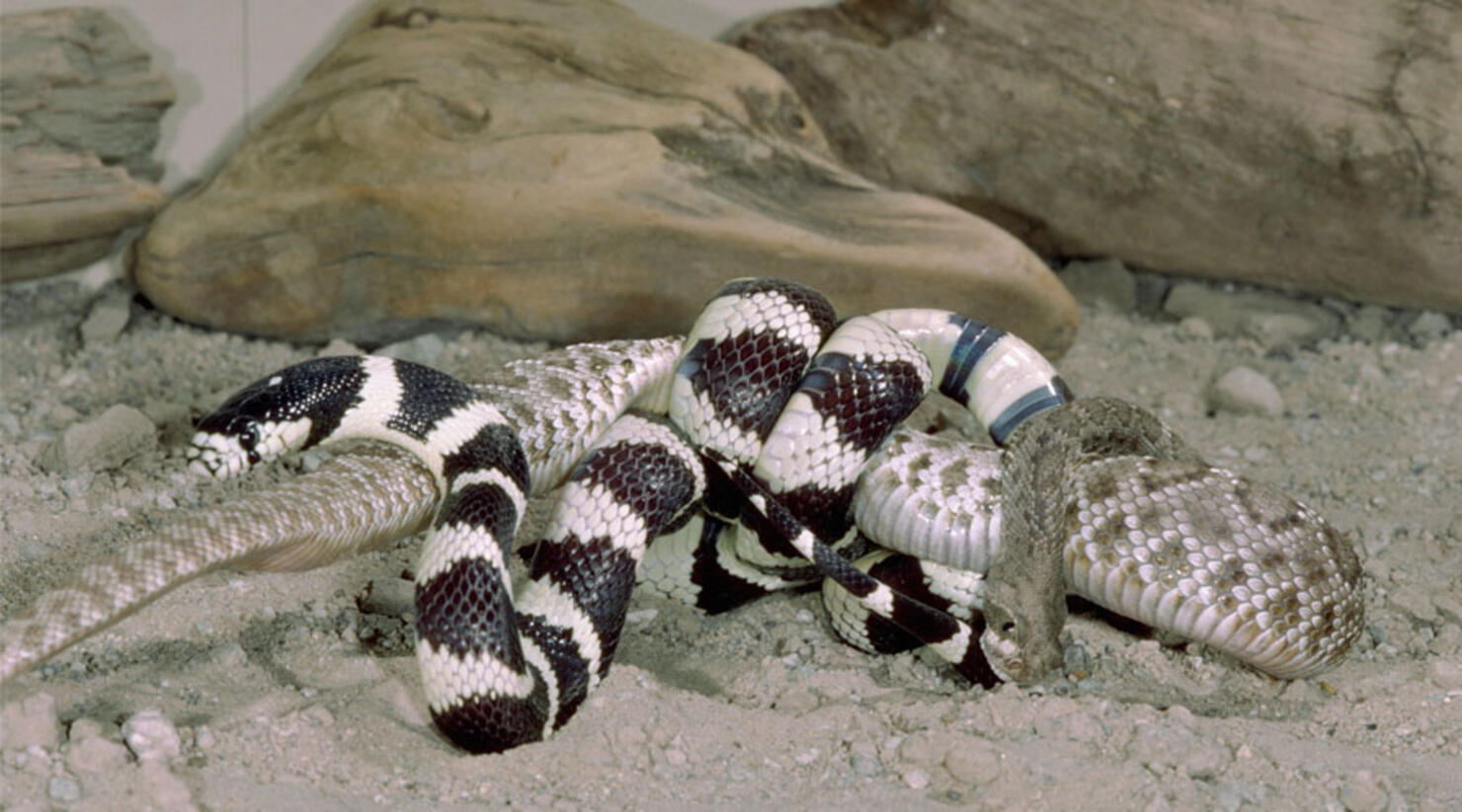 Какие отношения между змеей и кактусовым сычом. Королевские калифорнийские змеи. Калифорнийская Королевская змея черная. Калифорнийская гремучая змея.