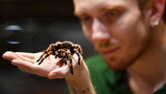 UC Davis Researchers Use Tarantula Venom To Develop Game-Changing Medicine