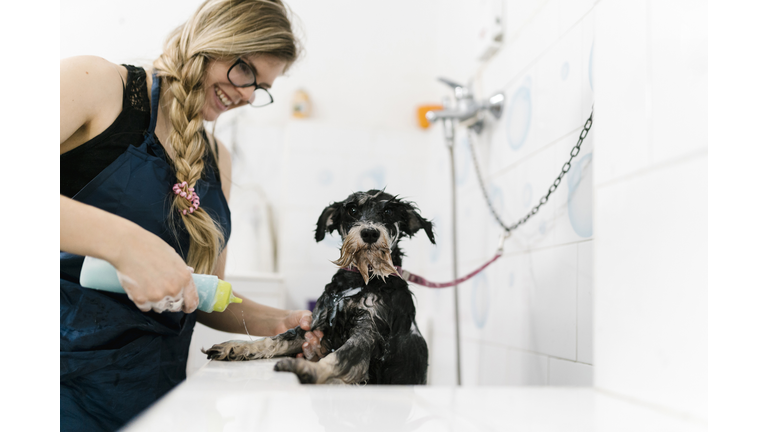 Smiling female groomer bathing schnauzer in sink at pet salon