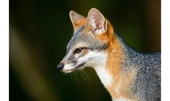 Cute looking gray fox isolated close up portrait