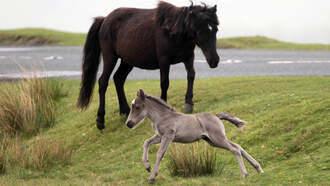 North Carolina Man Rescues Days-Old Horse Stuck In Canal
