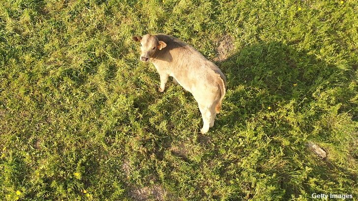 Mutilated Cow Discovered Following UFO Sighting in Argentina