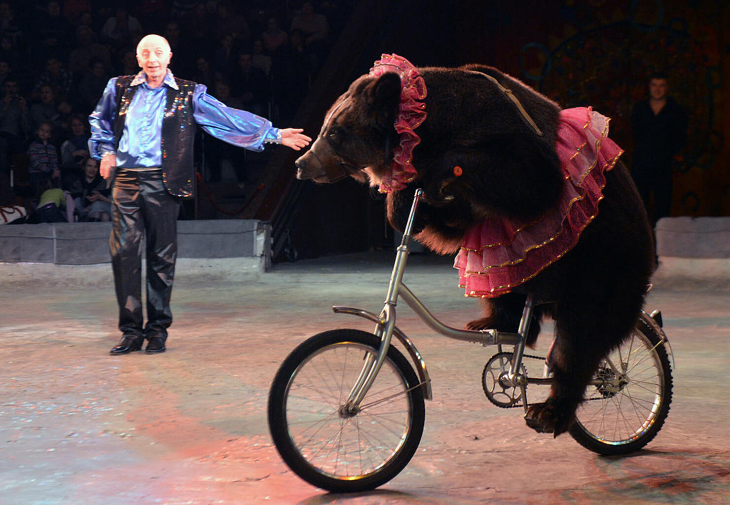 A Performing Bear Has Had Enough of Being Dressed up Like a Jackass! |  iHeart