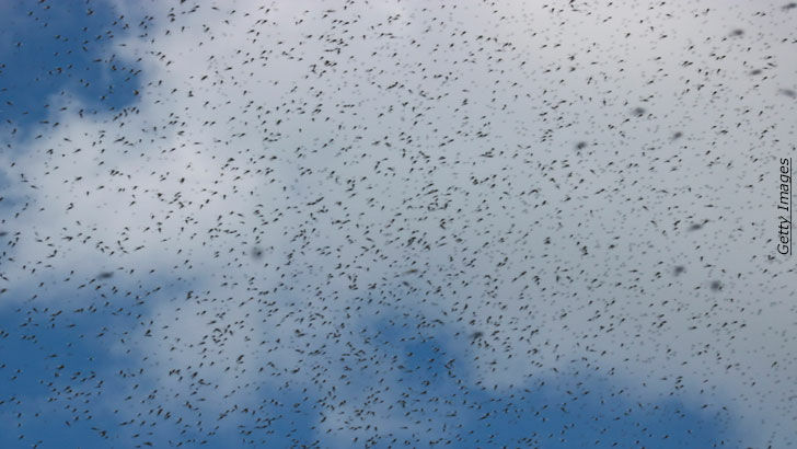 Watch: Mosquito 'Tornado' in Siberia