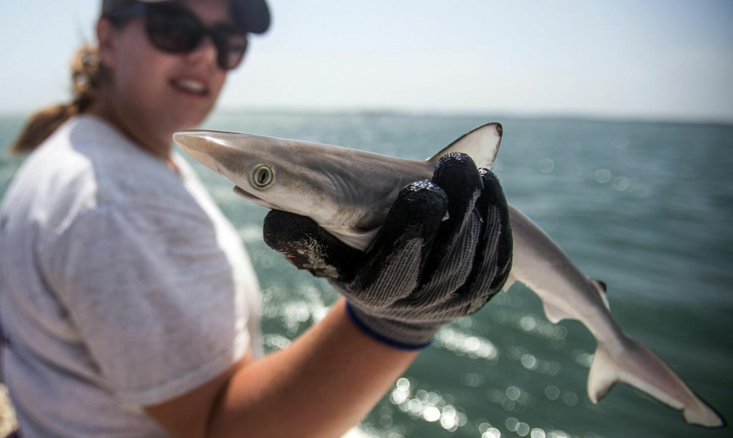 Hammerhead caught on South Padre Island, took a quick photo and