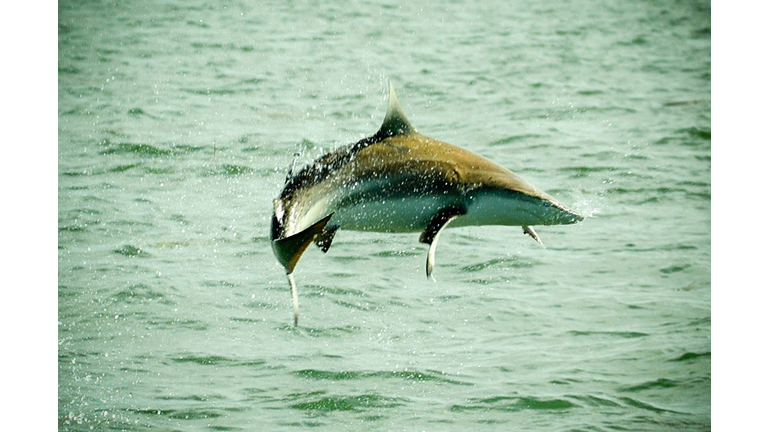 A spinner shark jumps out of the water. 
