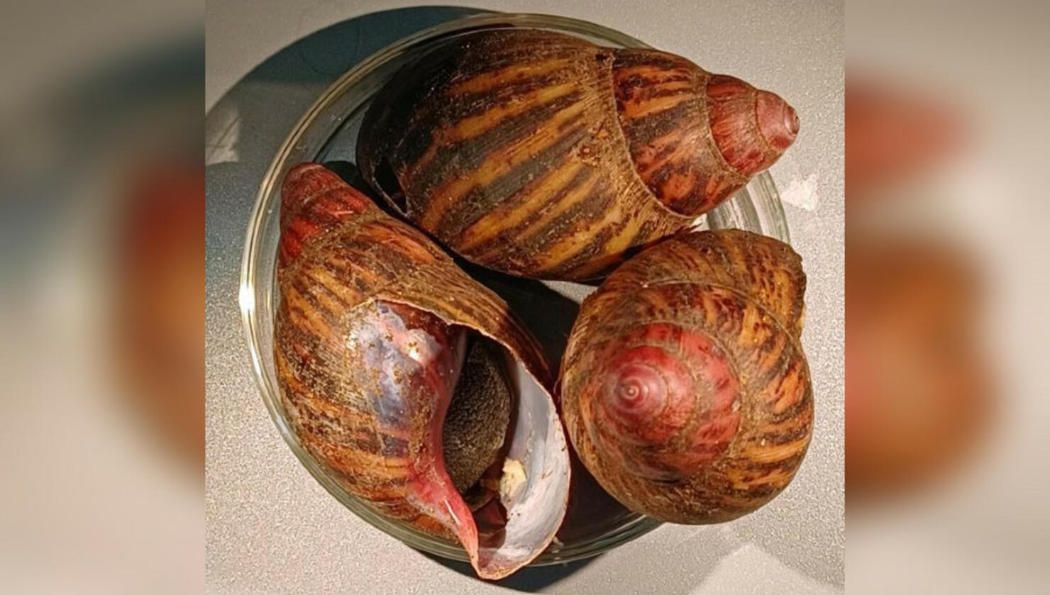 Three giant land snails in a bowl 