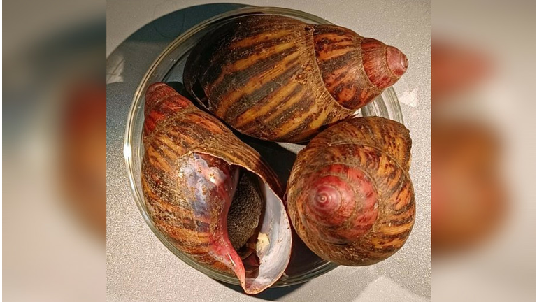 Three giant land snails in a bowl 