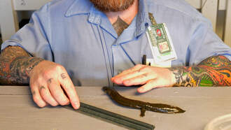 Wildlife Officials Release 'Modern Day Dinosaur' Into Tennessee Waterways