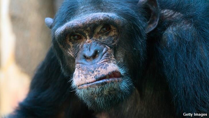 Chimps Observed Lethally Attacking Gorillas in the Wild for the First