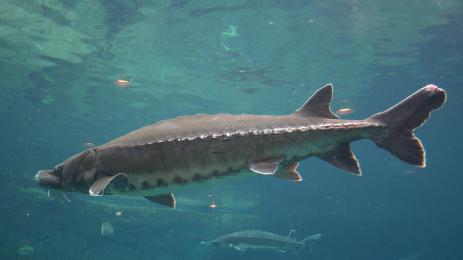 an 1100 pound sturgeon  Fraser river, Sturgeon fish, Monster fishing