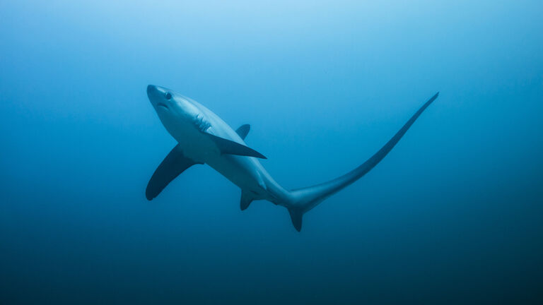 thresher shark