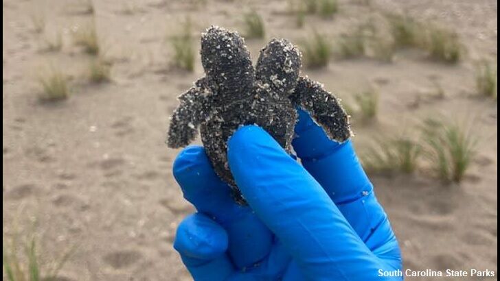 Rare Two-Headed Sea Turtle Found on Beach in South Carolina