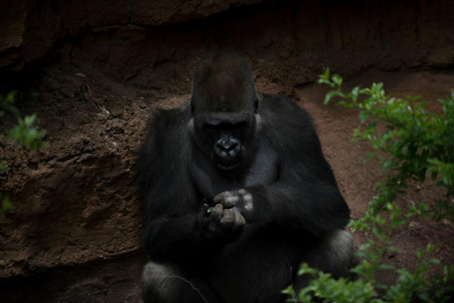 Gorilla Hurls Poop at Disney World Guest [VIDEO] | iHeart