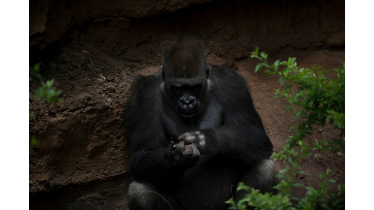 SPAIN-HEALTH-VIRUS-PANDEMIC-ANIMAL-ZOO