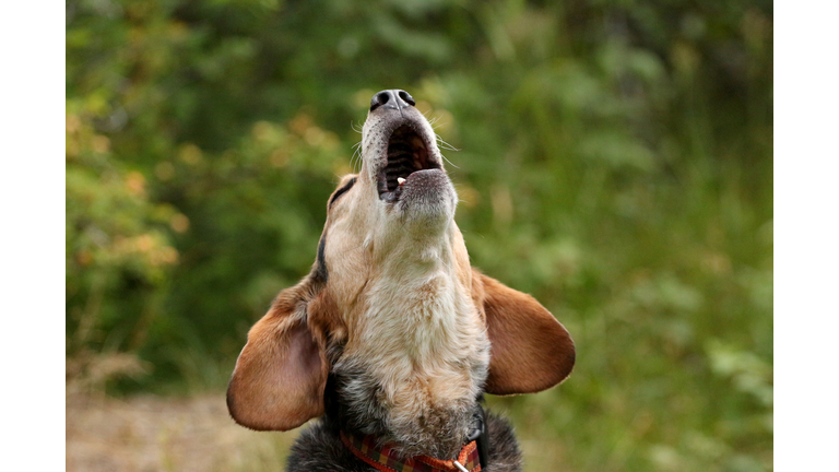 Howling Beagle
