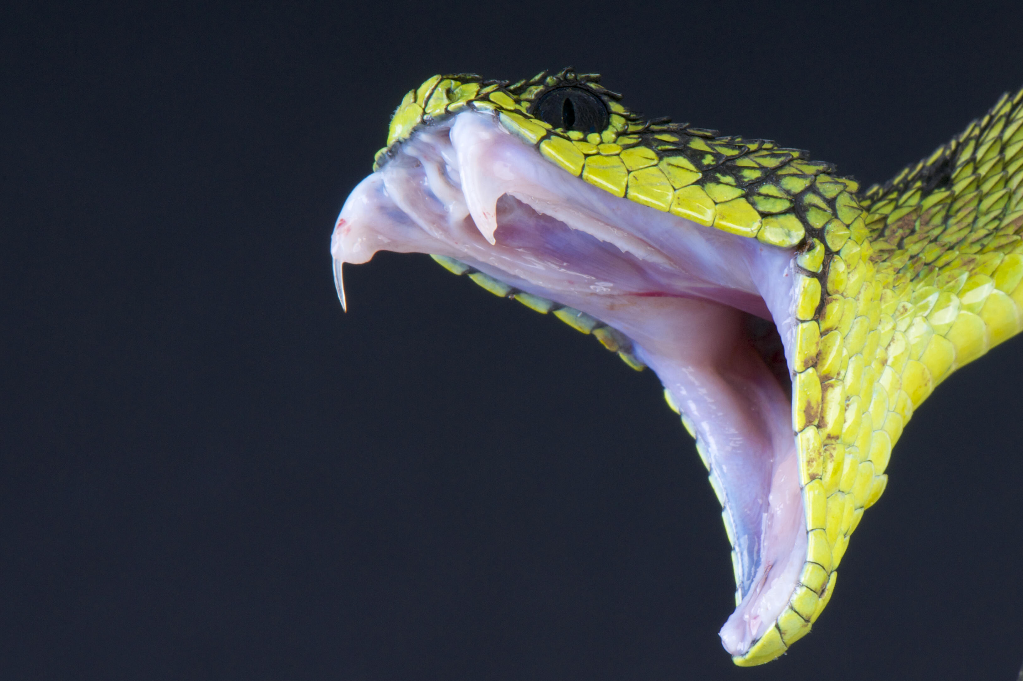 Какая симметрия у змеи. Кустарниковая гадюка (Atheris. Кустарниковая гадюка зубы. Королевская Кобра клыки.