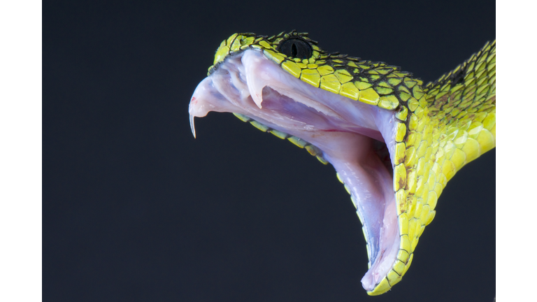 Biting snake