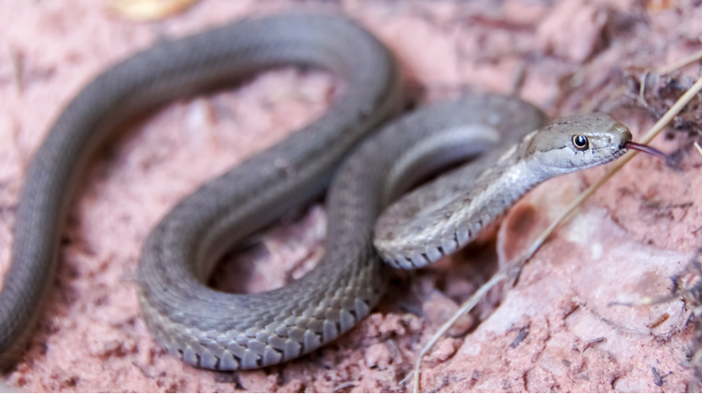 Western Terrestrial Garter Snake - Thamnophis elegans