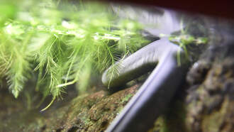 'Penis Snake' Makes It To The U.S., And Surprise, It's In Florida