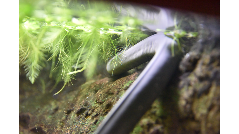 Typhlonectes natans Rio Cauca Caecilian