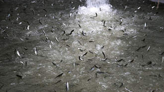 Why Fish Are Dying By The Thousands In The California River