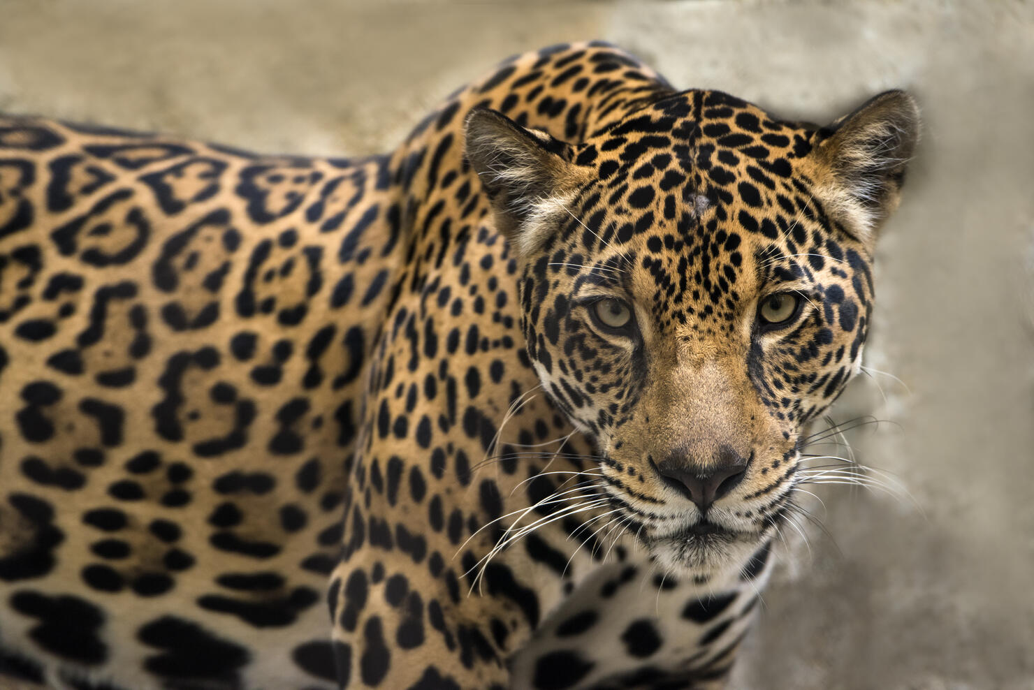Jaguar