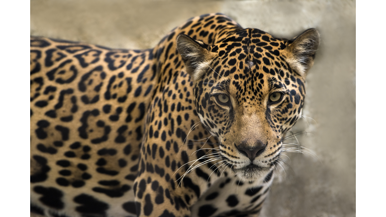 Jaguar