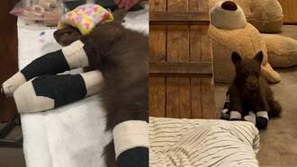 VIDEO: Baby Black Bear Is First Animal Rescued From Tamarack Fire