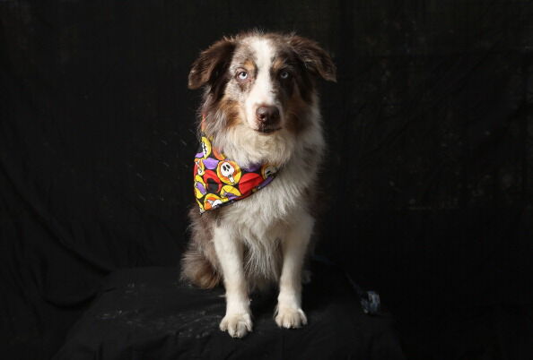 Dogs Dress Up For Annual Tompkins Square Park Halloween Parade