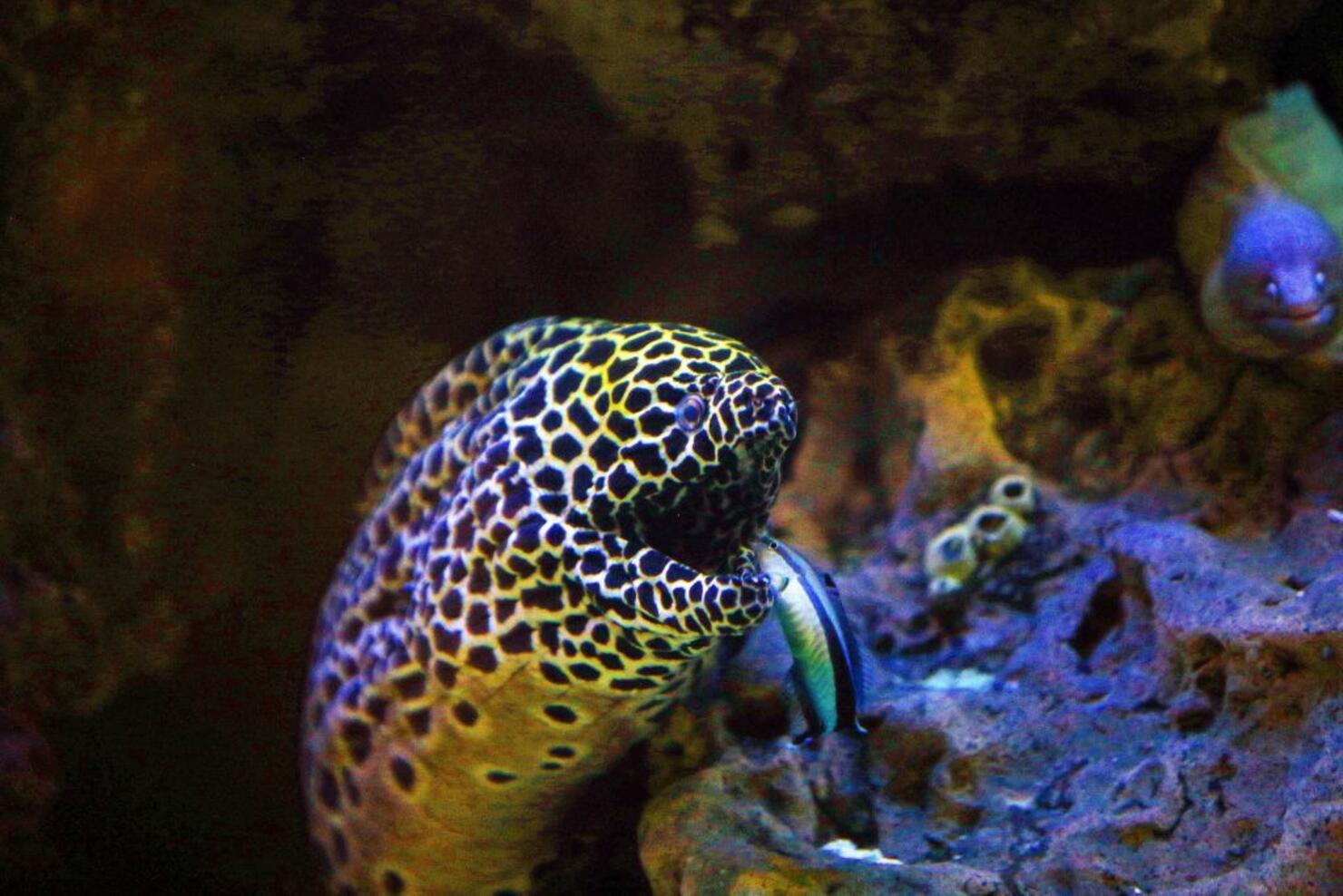 KUWAIT-NATURE-ANIMAL-AQUARIUM