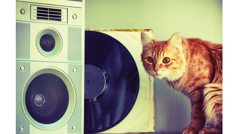 Old music speaker in foreground, red cat and record