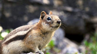 Plague-Carrying Chipmunks Close Down Popular California Beach