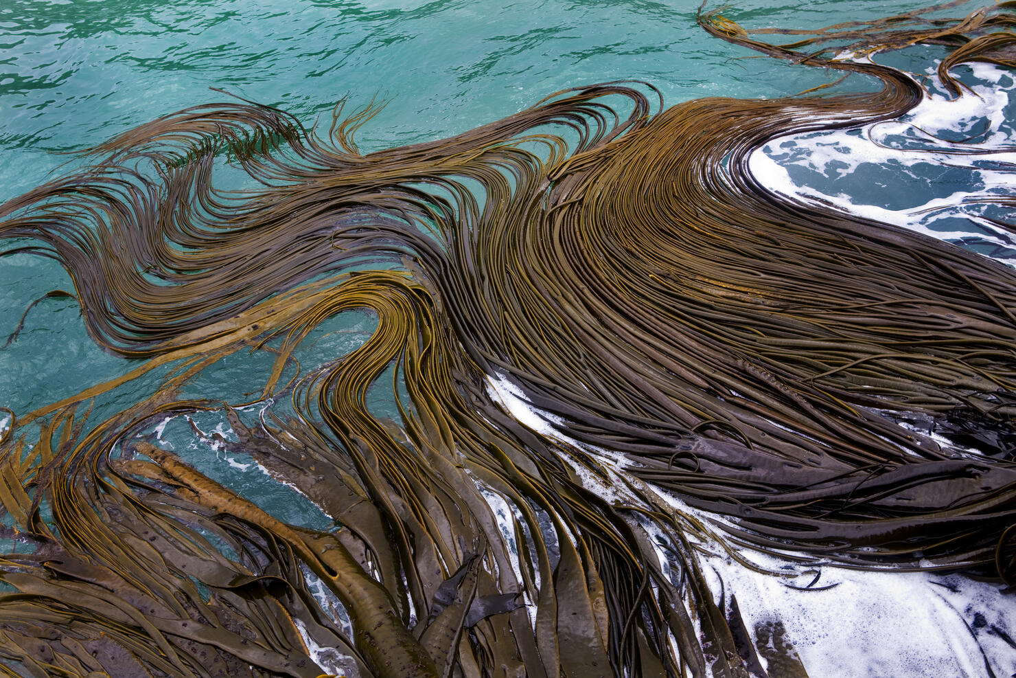 New Zealand - South Island - Catlins - Kelp in the sea