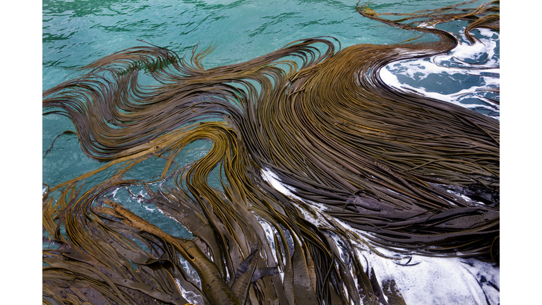 New Zealand - South Island - Catlins - Kelp in the sea