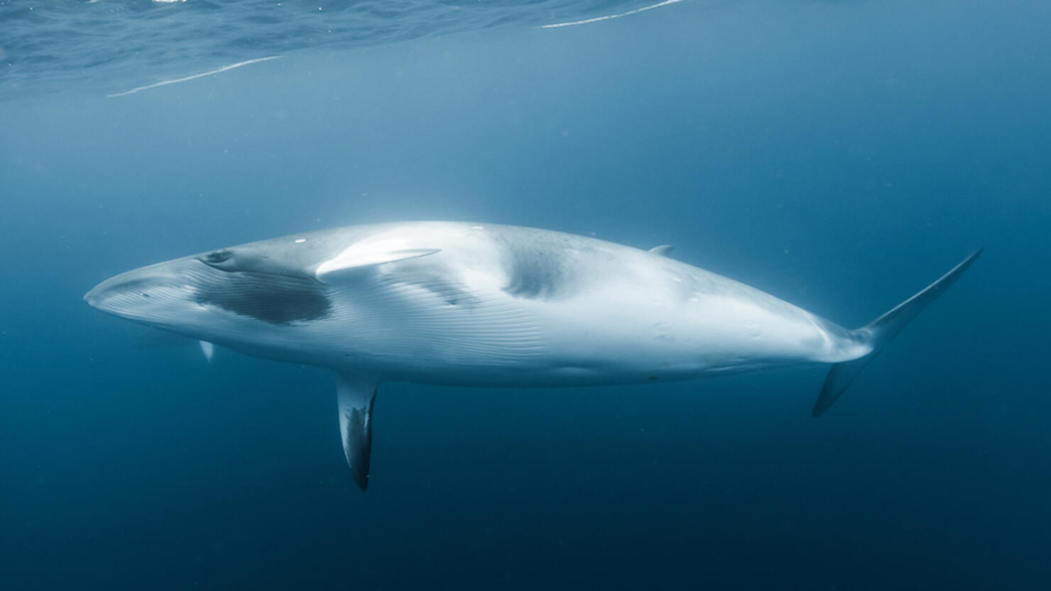 dwarf minke whale