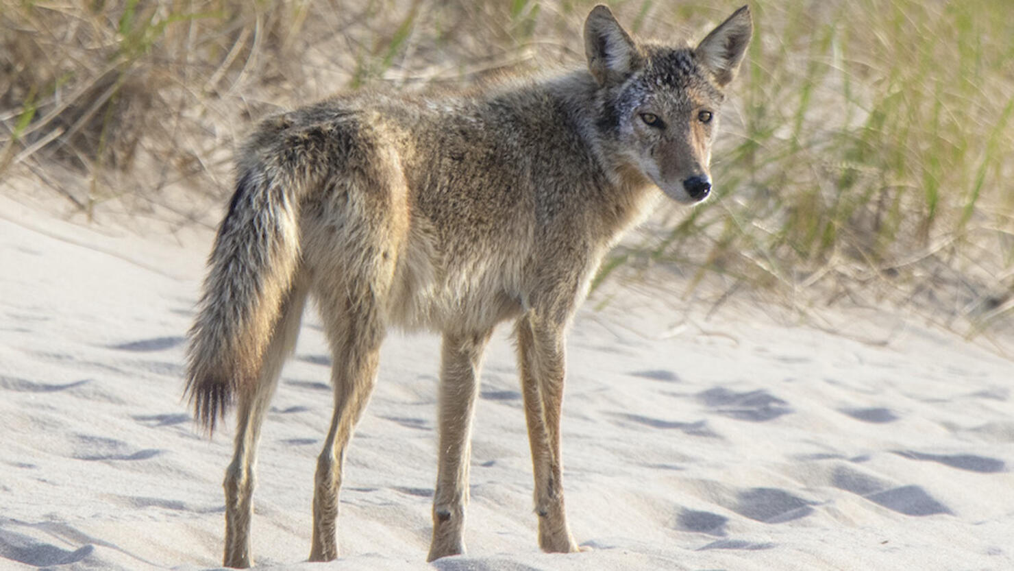 Ptown Coyote