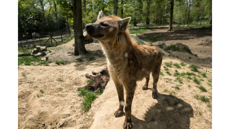 FRANCE-ANIMALS-ZOO-THOIRY