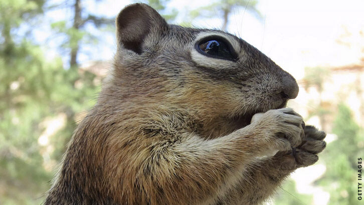 Chipmunks Test Positive for Bubonic Plague