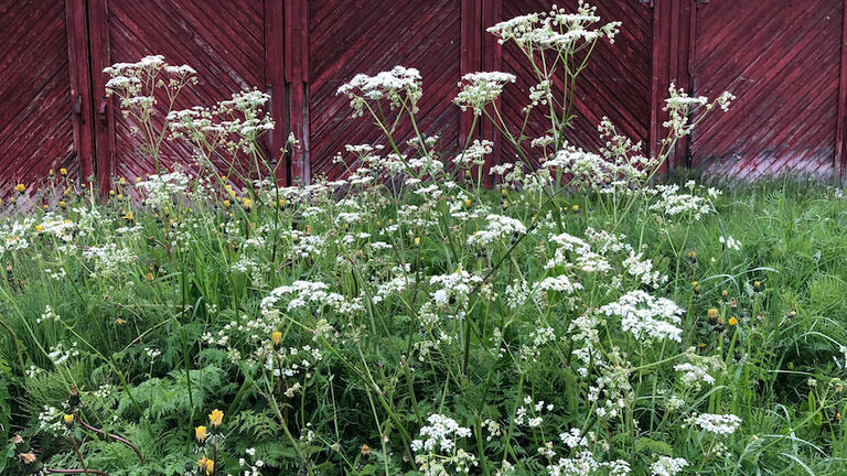 Conium maculatum plant at Olderdalen, Norway