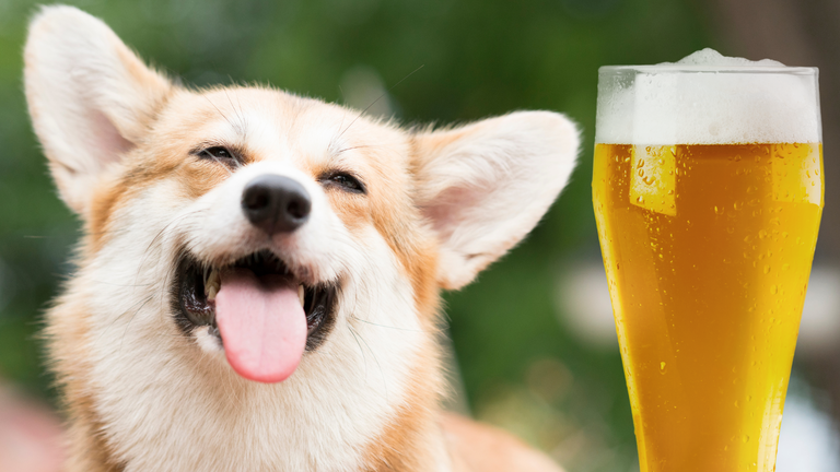 Dog Beer