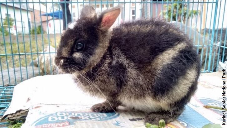Incredibly Rare Sumatran Striped Rabbit Rescued After Being Spotted on Facebook