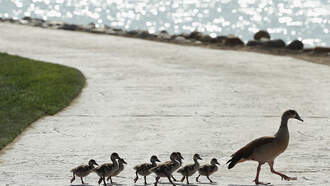 Mama Duck Asked This Man For Help And He Came Through!