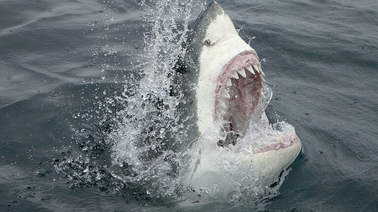 Great White Shark Emerging From the Water